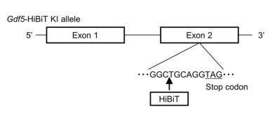 Schematic diagram of Gdf5-HiBiT allele.jpg